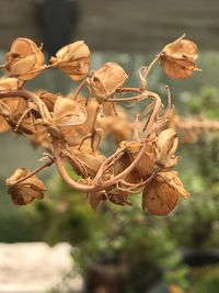 Close-up of dry leaves on plant