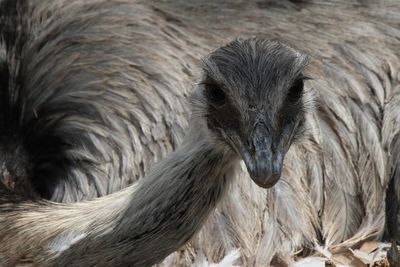 Close-up portrait of emu relaxing on field