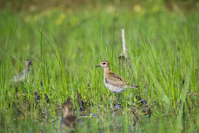 Bird perching on grass in field