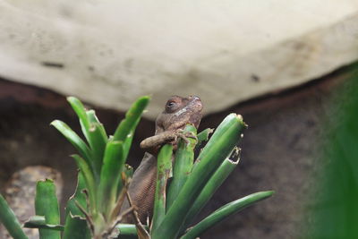 Close-up of frog on plant