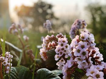 Close-up of pink flowering plant