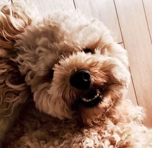 Close-up portrait of dog relaxing on floor