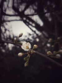 Close-up of apple blossoms in spring