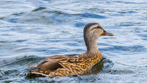 Close-up of duck swimming in lake