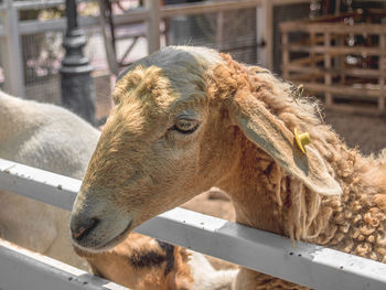 Close-up side view of a goat