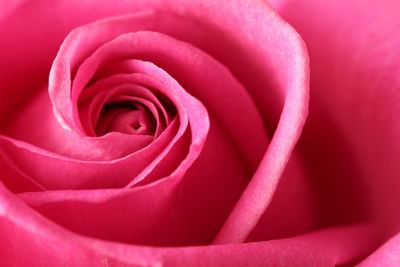 Close-up of pink rose