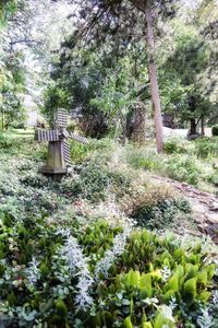 Plants and trees in forest