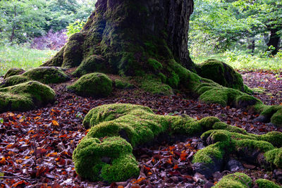 Moss growing on tree trunk