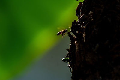 Close-up of insect on plant