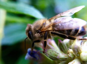 Close-up of bee on flower