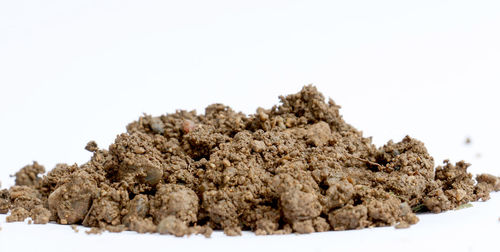 Close-up of dead plant against white background