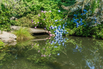 Flowering plants by lake