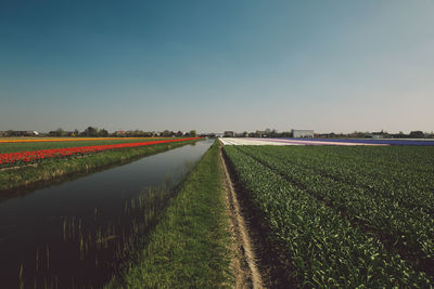 Agricultural field against clear sky