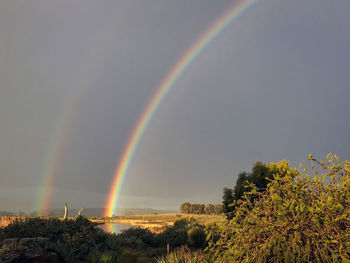 Rainbow over trees against sky