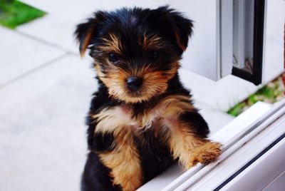 Puppy looking out through window