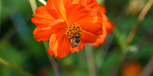 Close-up of bee on orange flower