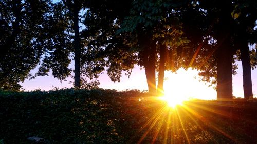 Trees on field against sky at sunset