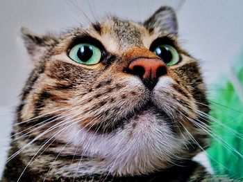 Close-up portrait of cat