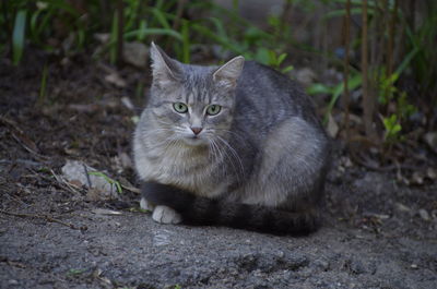 Portrait of cat sitting on land