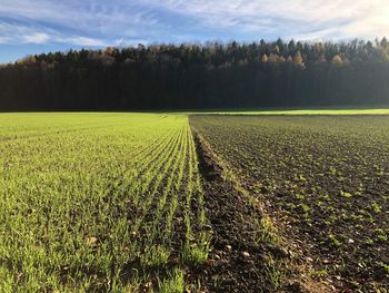 Scenic view of field against sky