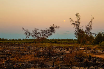 Flaming trunk in the burning forest - the natural disaster caused by an anthropogenous factor