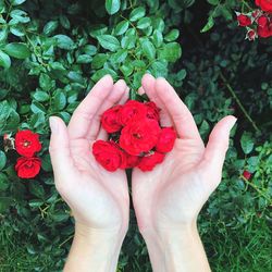 High angle view of hand holding red flower