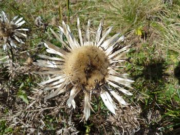 Directly above shot of thistle