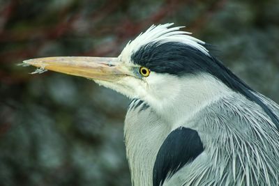 Close-up of gray heron