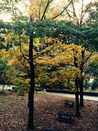 Trees in park