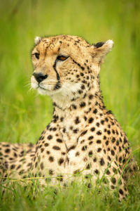 Close-up of cheetah lying with extended neck