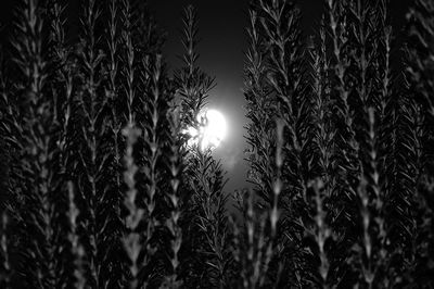 Low angle view of plants against sky