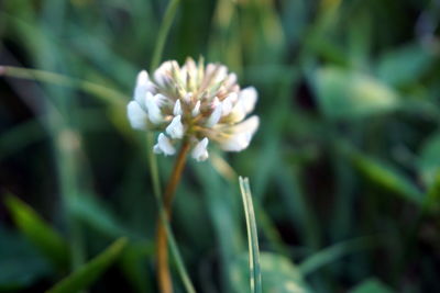 Close-up of flower blooming outdoors