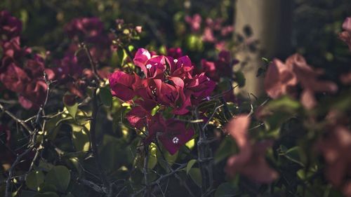 Close-up of flowers blooming outdoors