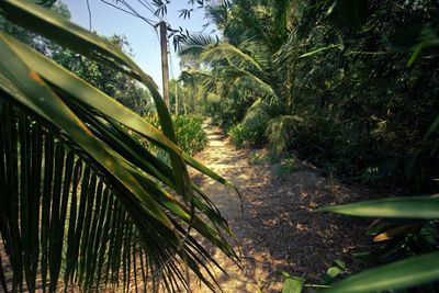 Palm trees growing in park