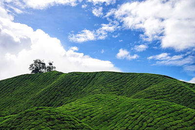 Low angle view of fresh green landscape against sky