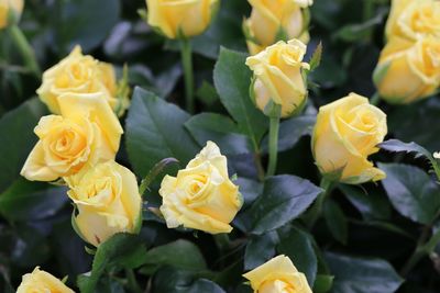 Close-up of yellow roses blooming outdoors