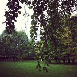 Trees on grass