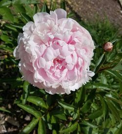 Close-up of pink flowers