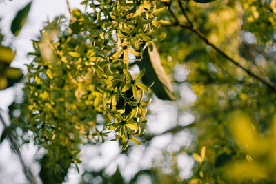 Low angle view of yellow flowering plant on branch