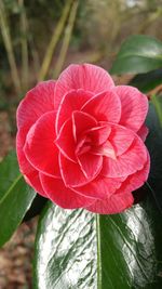 Close-up of pink flower blooming outdoors