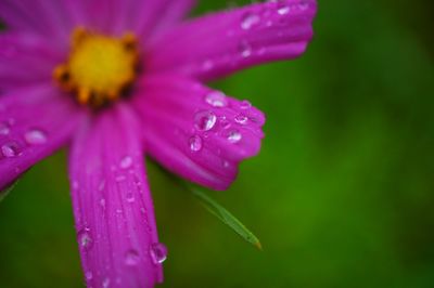 Close-up of water drops on pink flower