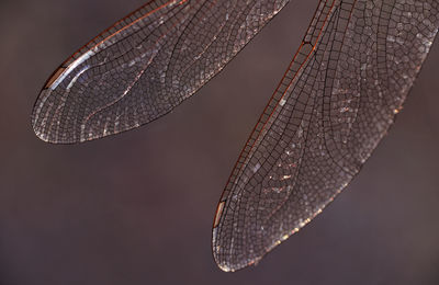 Closeup view of dragonfly wing