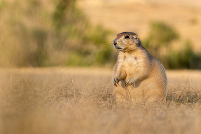 Side view of an animal on land