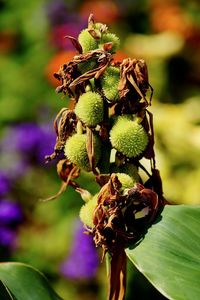 Close-up of wilted flower on plant