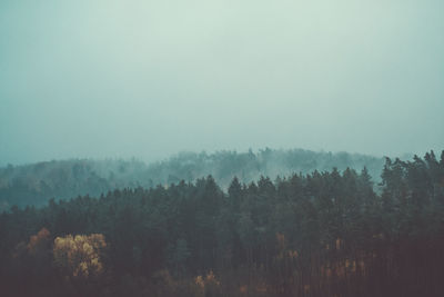 Trees in forest during foggy weather