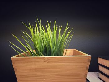 Close-up of potted plant on table against wall