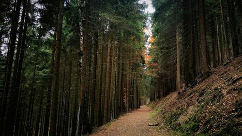 Trail amidst trees in forest