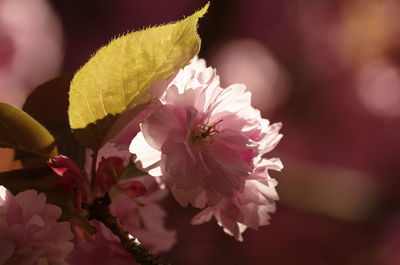 Close-up of pink flowers