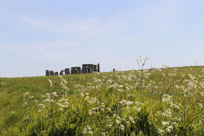 Plants growing on field against sky