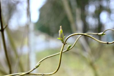 Close-up of plant growing outdoors